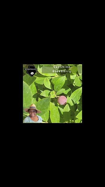 #sunshine #blueberry #ripening - #catshobbycorner
