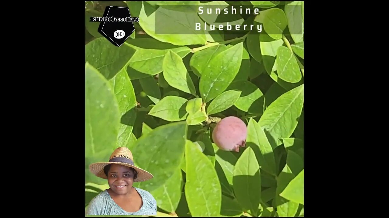 #sunshine #blueberry #ripening - #catshobbycorner