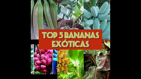 Top 5 bananas Exóticas!!!