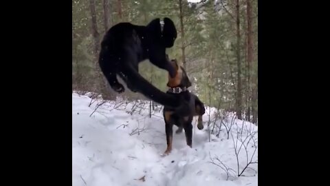 Unreal panther leap