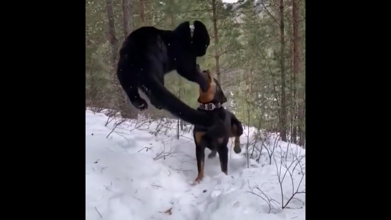 Unreal panther leap