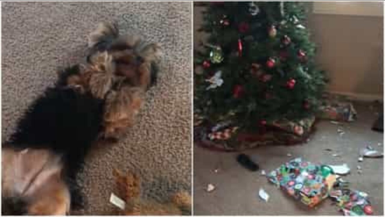 This dog can't contain his curiosity and tears apart Christmas wrapping paper