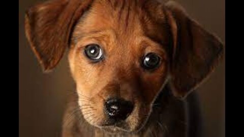 Dogs funny cute video