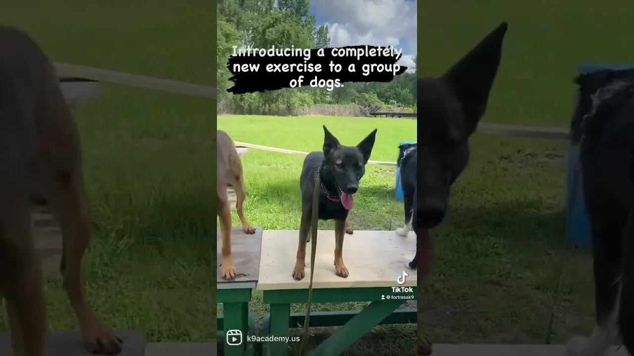Everyone stands and one at a time each crawls under all dogs #dogtraining