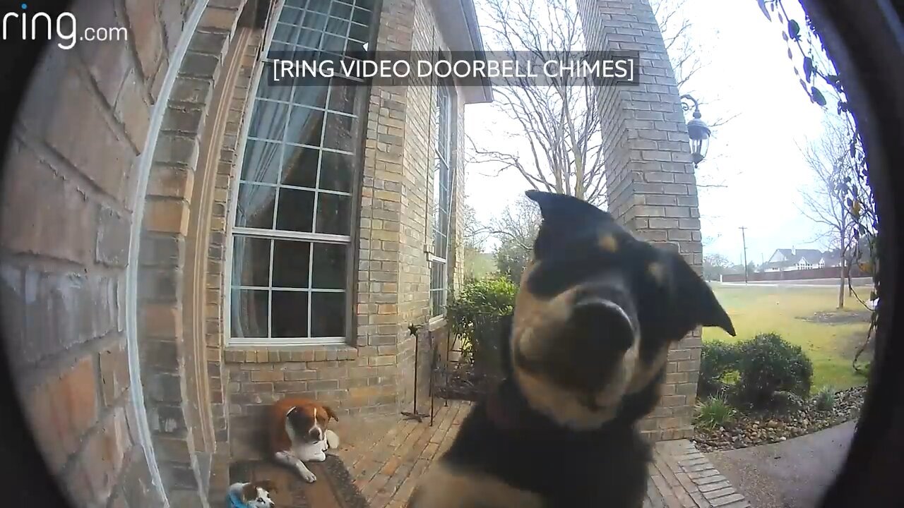 Teaching dogs how to use ring video doorbell to get attention