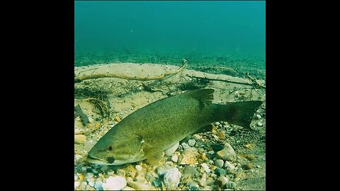 a look at a smallmouth bed