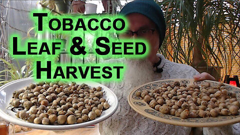 Tobacco Leaf and Seed Harvest for 2023 [ASMR, Garden Show & Tell]