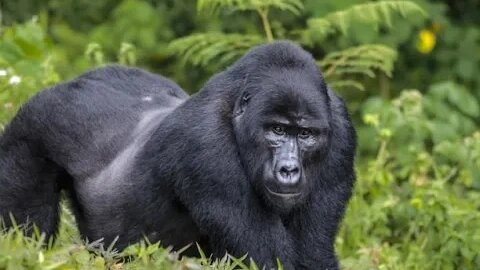 A Silverback Charges Children at the Zoo and Breaks the Protective Glass