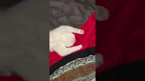 Sleeping Kitty tiktok jusiaox