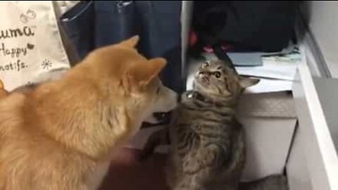 Gato pugilista enfrenta Shiba Inu