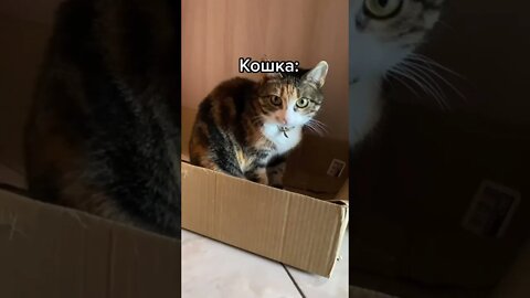 #shorts Смешные животные из Тик Ток 40 Funny animals from Tik Tok