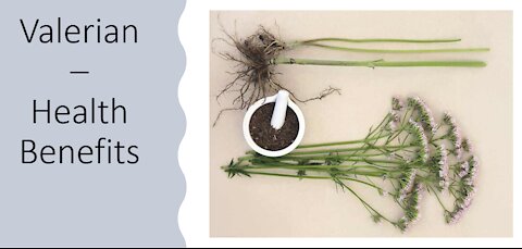 Valerian - Health Benefits