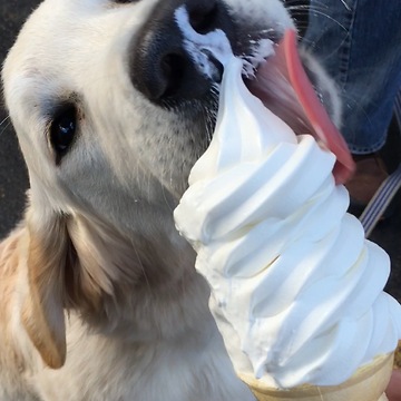 Golden Retriever puppy's first ice cream cone