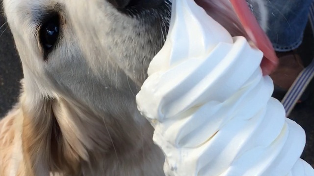 Golden Retriever puppy's first ice cream cone