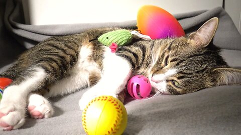 Cute Kitten Falls Asleep among His Toys