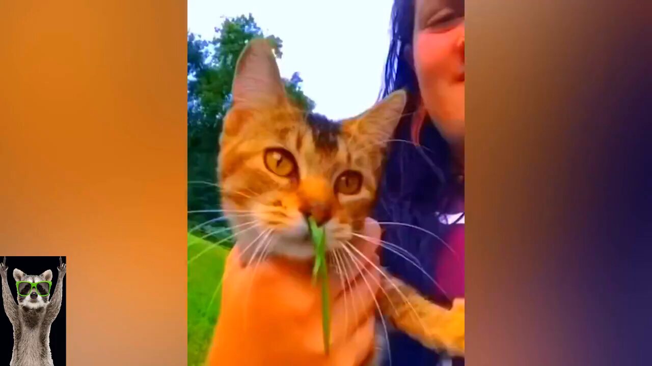 New Funny Animals Video 2023 - Funniest Cats and Dogs Videos