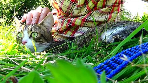 Cat Hears a Big Dog Barking