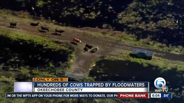 Desperate scene at Okeechobee Co. ranch