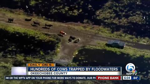 Desperate scene at Okeechobee Co. ranch