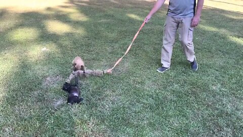 Two males out of Reptar x Halo at 7 wks