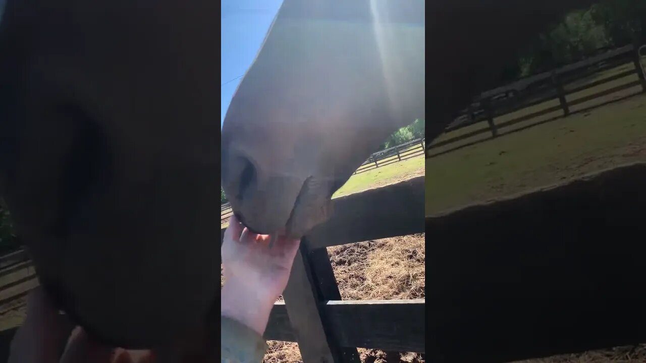 Pony alert