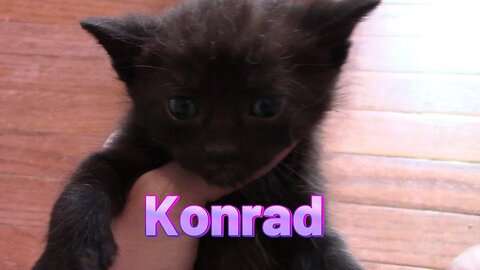 Konrad The Adorable Tiny Black Kitten 😻