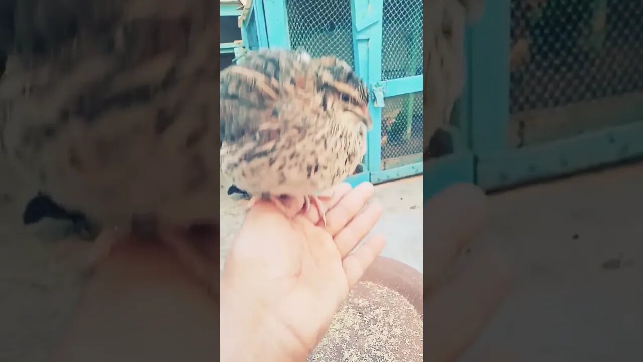 #سمان