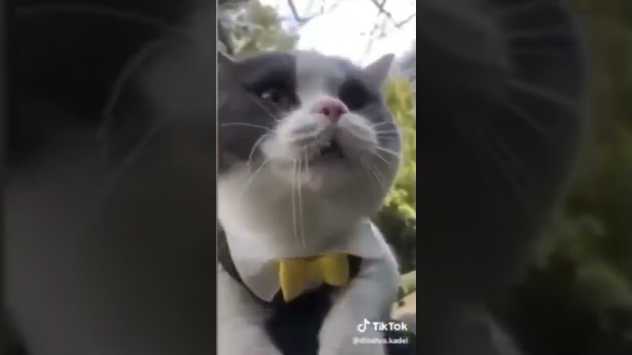 Funny Cat Talking !