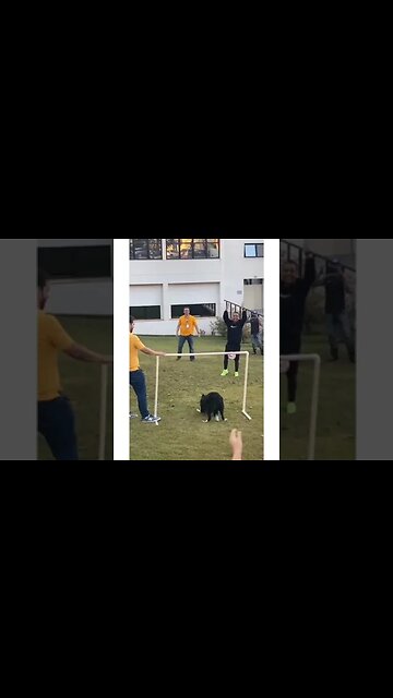 He loves football ⚽️ #dog #shorts