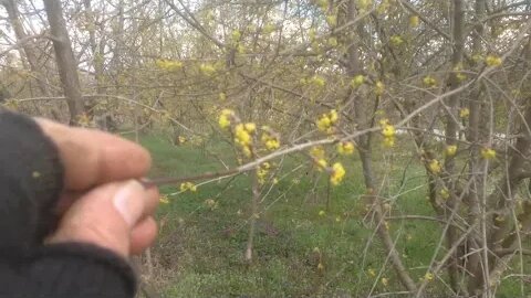 Τελικός έλεγχος εμβολίων chip budding και ανθισμένες κρανιές (cornus mas)