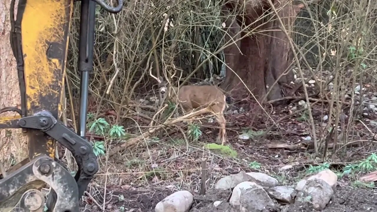 Nice 3 point at our new job site