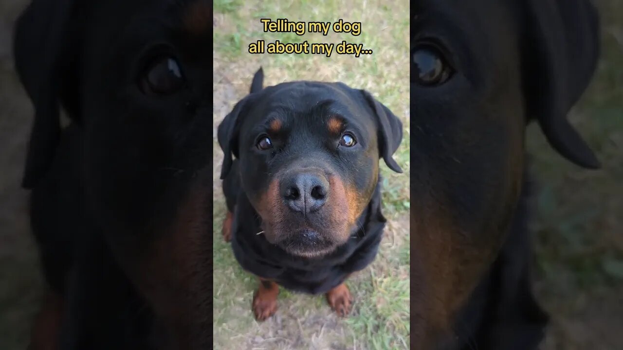 He's so handsome 🥰 #puppy #dog #rottweiler