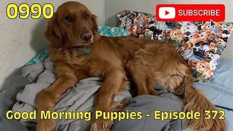 [0990] GOOD MORNING PUPPIES - EPISODE 372 [#dogs #doggos #doggos #puppies #dogdaycare]