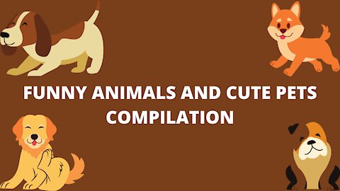 FUNNY ANIMALS | CUTE PETS COMPILATION