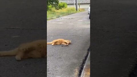 Cat playing with a SNAKE ?! OMG Caption this ! #shorts