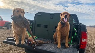 Opening Weekend - Iowa Pheasant Season 2022-23