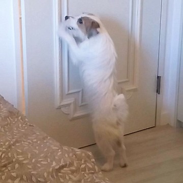 Clever dog closes door on command