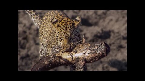 Leopard Learns How to Catch a Fish