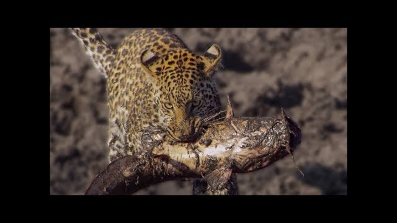 Leopard Learns How to Catch a Fish