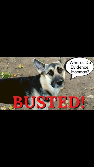 Gerberian Shepsky Has Muddy Nose From Digging