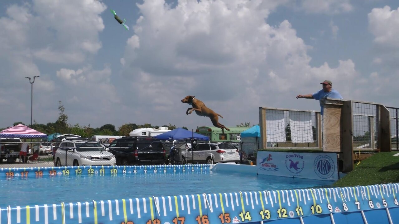 Coolwag Diving Dogs - 2021 June Jump Splash #3