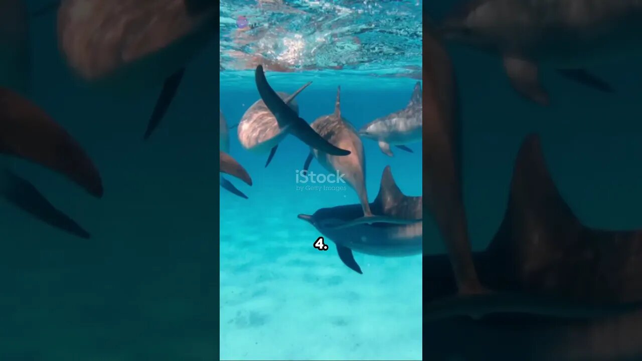 Dolphin Delights: 10 Ocean Acrobat Facts #shorts #shortsviral