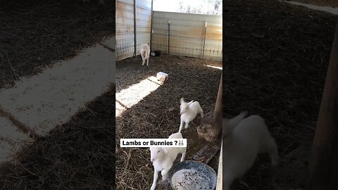 Lambs Bouncing Around Like Bunnies