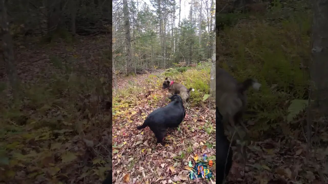 Odin and Talli dance in the fall leaves.