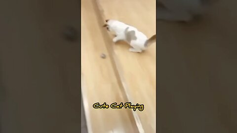 Kitten Slips On A Floor And Makes The Funniest Face #shorts #cats