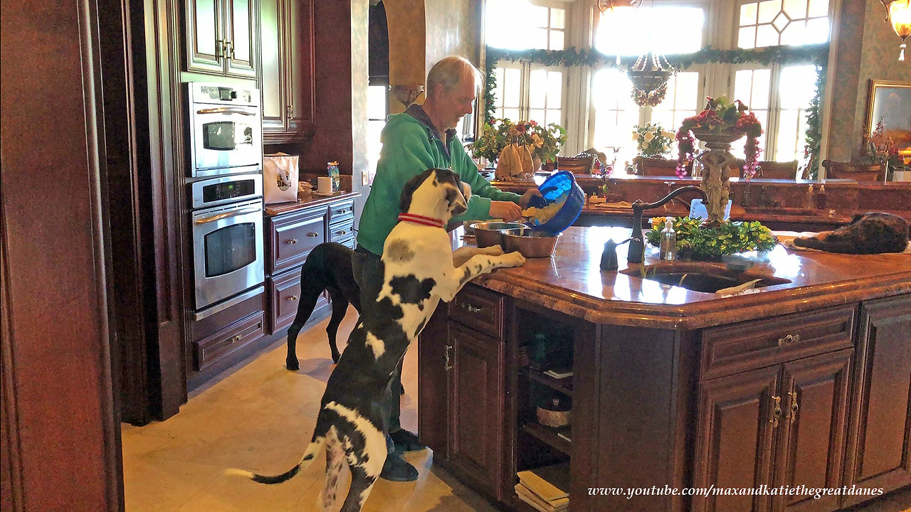 Excited puppy can't wait for breakfast to be served