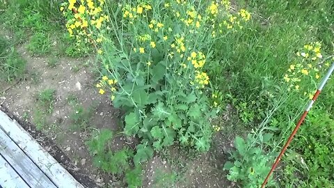 Started Clearing Out My Garden To Prepare For Planting