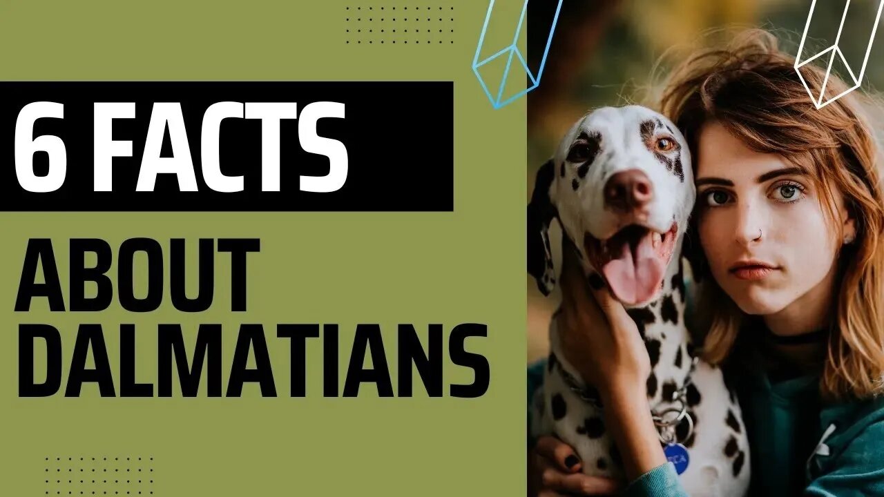 Six interesting Facts about Dalmatians