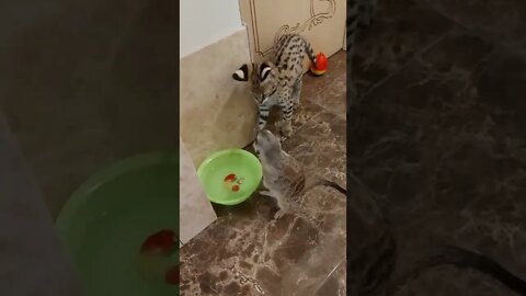 #shorts Смешные животные из Тик Ток 153 Funny animals from Tik Tok