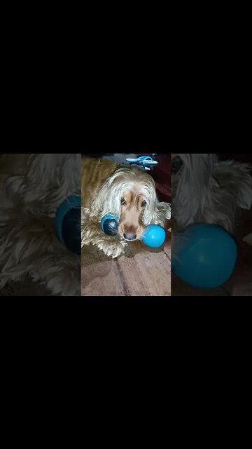 #dogshow , #animals , #dogs , #shorts